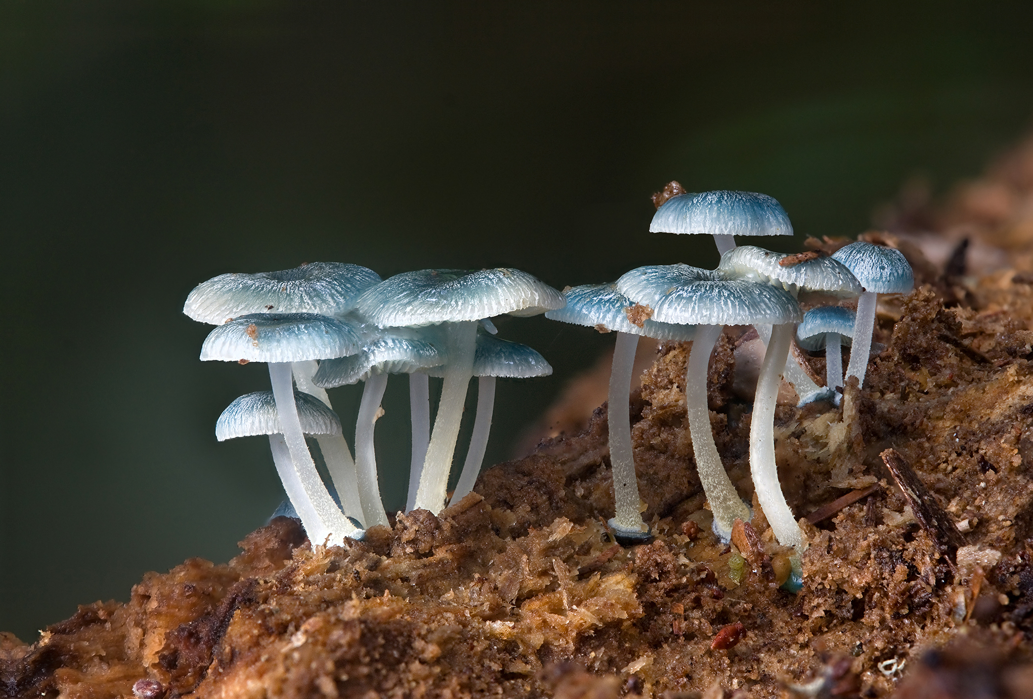 2 adjacent clusters of 6-7 light blue mushrooms clustered together on reddish dirt